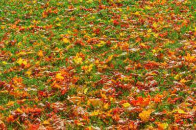 Lawn Health in Autumn